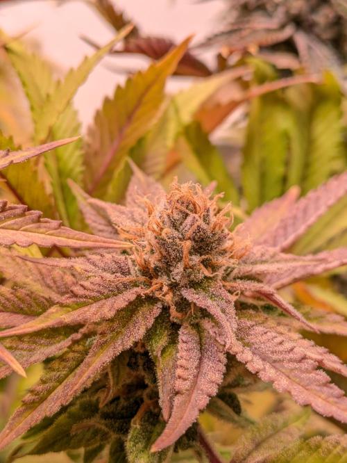 Indoor Photoperiod Run #5 (2025/2026). Week 17 - Blueberry Muffin 