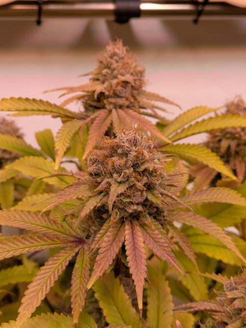 Indoor Photoperiod Run #5 (2025/2026). Week 17 - Blueberry Muffin 