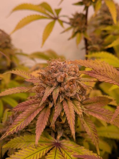Indoor Photoperiod Run #5 (2025/2026). Week 17 - Blueberry Muffin 