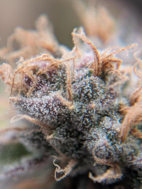 Indoor Photoperiod Run #5 (2025/2026). Week 17 - Blueberry Muffin 