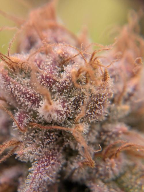 Indoor Photoperiod Run #5 (2025/2026). Week 17 - Blueberry Muffin 