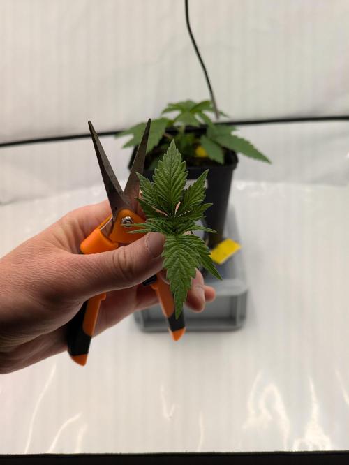 The Tropical Ice Cream One - F026. Week 3