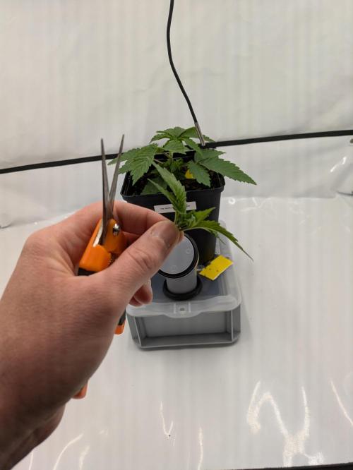 The Tropical Ice Cream One - F026. Week 3