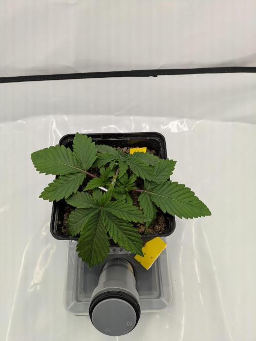 The Tropical Ice Cream One - F026. Week 3