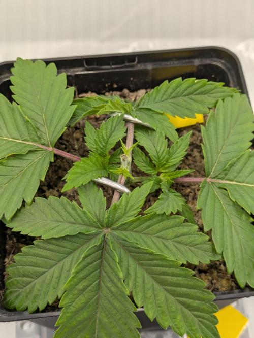 The Tropical Ice Cream One - F026. Week 3