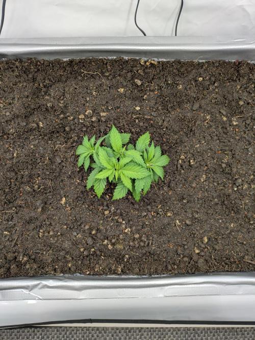 The Tropical Ice Cream One - F026. Week 4
