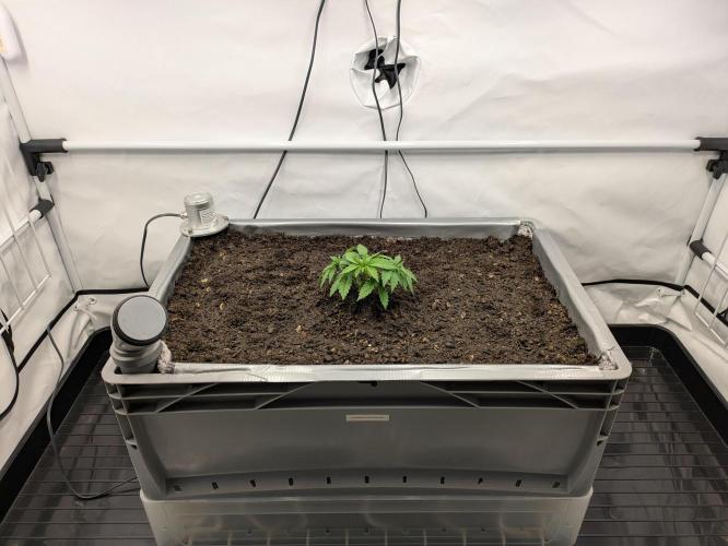 The Tropical Ice Cream One - F026. Week 4