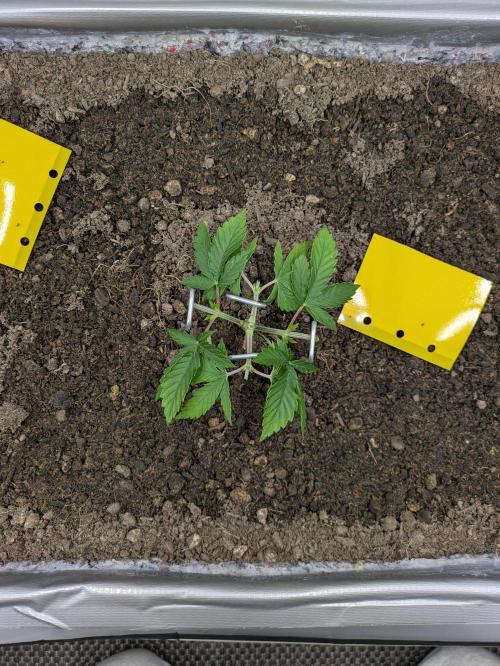 The Tropical Ice Cream One - F026. Week 5