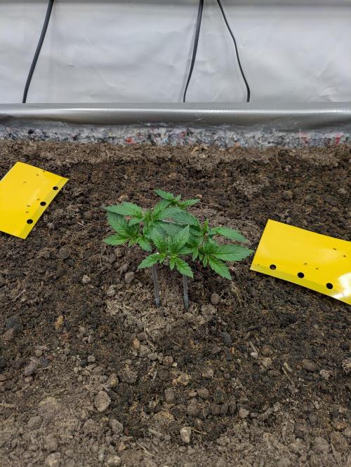 The Tropical Ice Cream One - F026. Week 5
