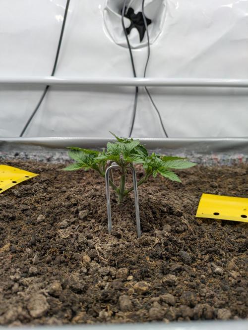 The Tropical Ice Cream One - F026. Week 5
