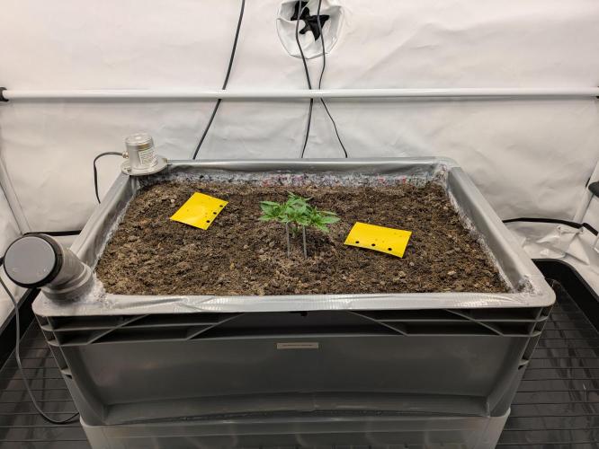 The Tropical Ice Cream One - F026. Week 5