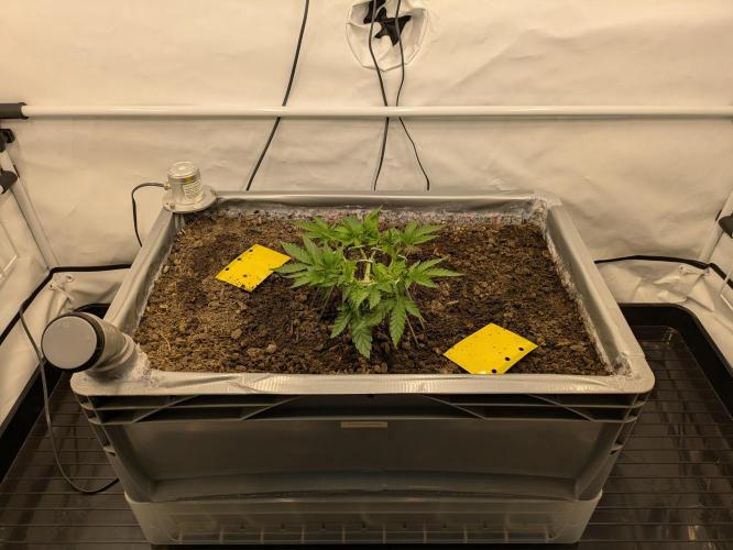 The Tropical Ice Cream One - F026. Week 6