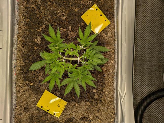 The Tropical Ice Cream One - F026. Week 6