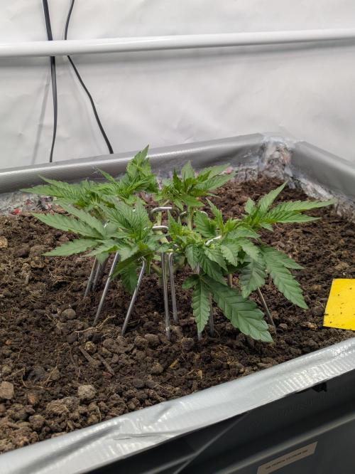 The Tropical Ice Cream One - F026. Week 6