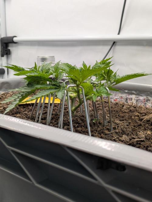 The Tropical Ice Cream One - F026. Week 6
