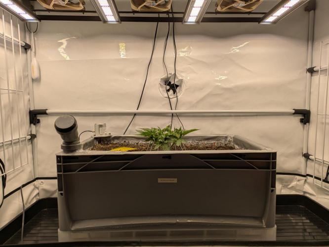 The Tropical Ice Cream One - F026. Week 6