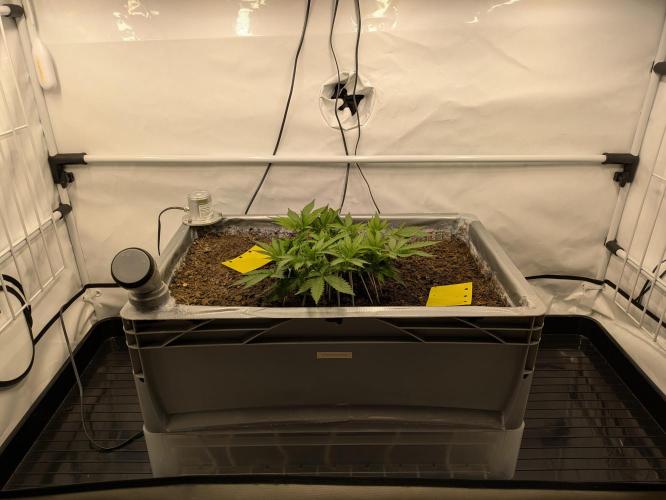The Tropical Ice Cream One - F026. Week 7