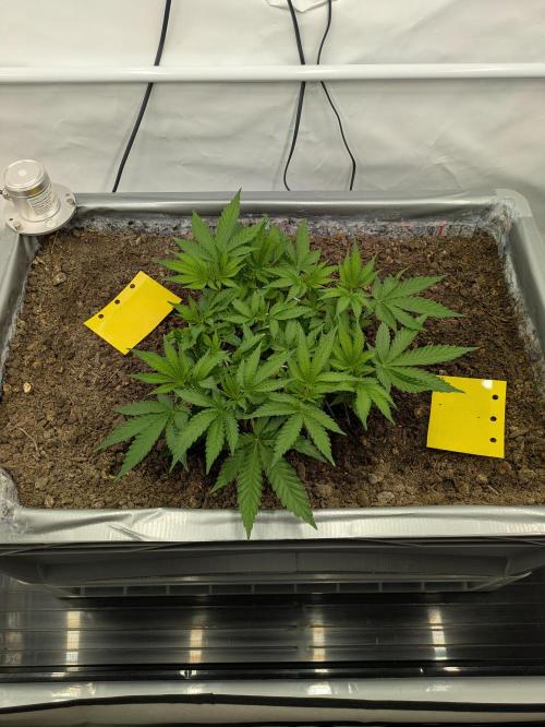The Tropical Ice Cream One - F026. Week 7