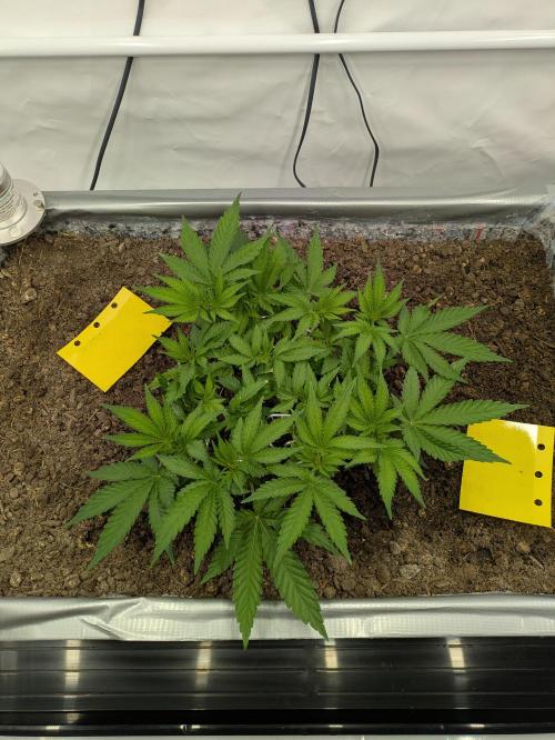 The Tropical Ice Cream One - F026. Week 7