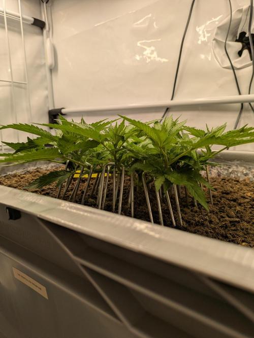 The Tropical Ice Cream One - F026. Week 7