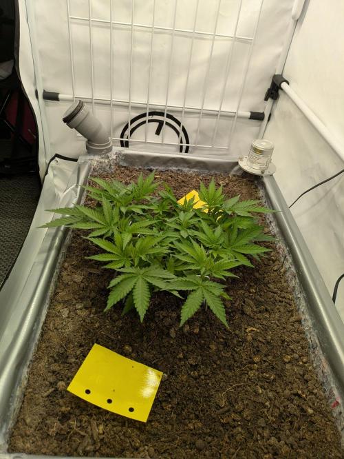 The Tropical Ice Cream One - F026. Week 7