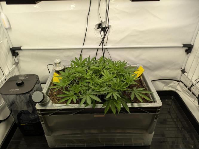 The Tropical Ice Cream One - F026. Week 8