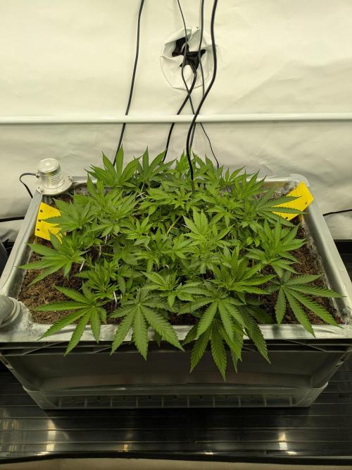 The Tropical Ice Cream One - F026. Week 8