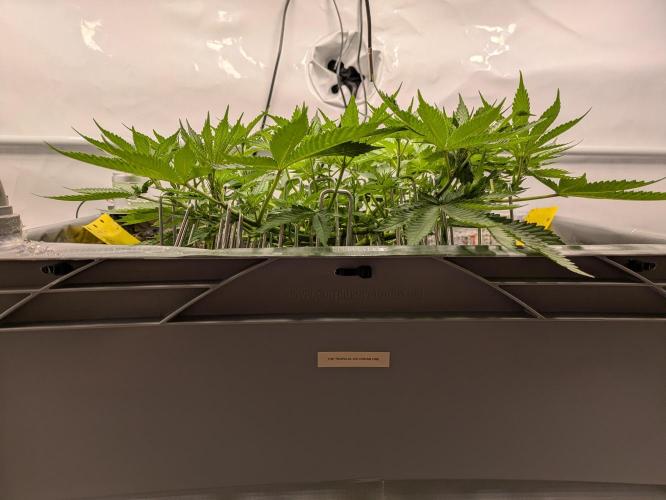The Tropical Ice Cream One - F026. Week 8