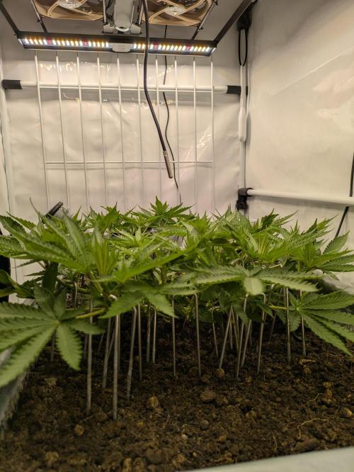 The Tropical Ice Cream One - F026. Week 8