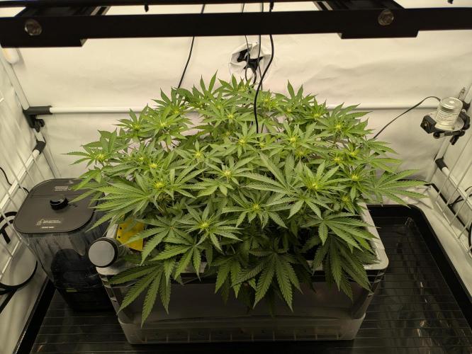 The Tropical Ice Cream One - F026. Week 9