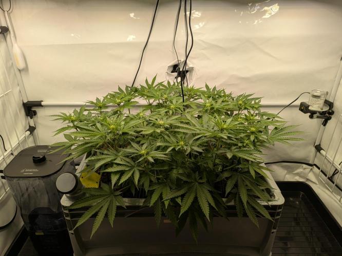 The Tropical Ice Cream One - F026. Week 9