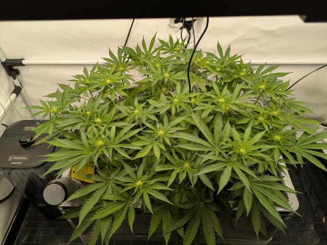 The Tropical Ice Cream One - F026. Week 9