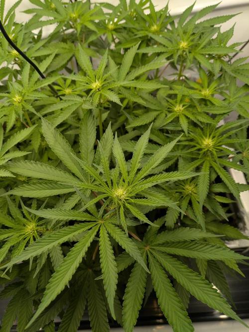 The Tropical Ice Cream One - F026. Week 9