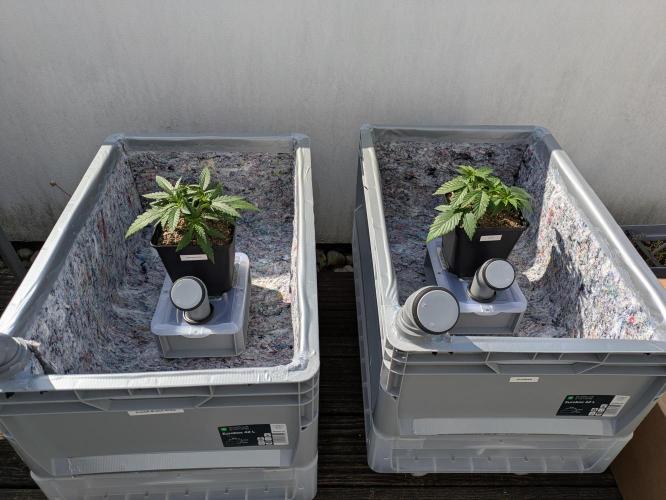 Roof terrace 2026. Week 4
