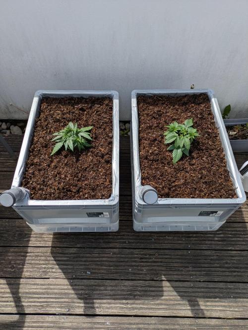 Roof terrace 2026. Week 4
