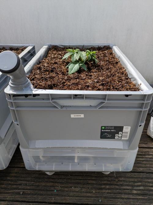 Roof terrace 2026. Week 4