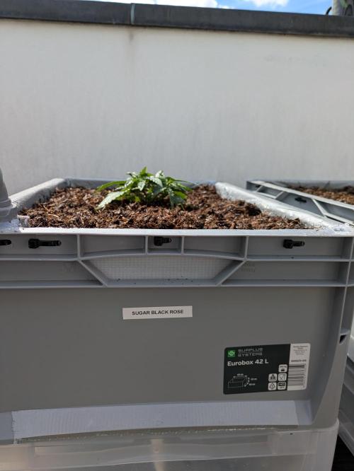 Roof terrace 2026. Week 4