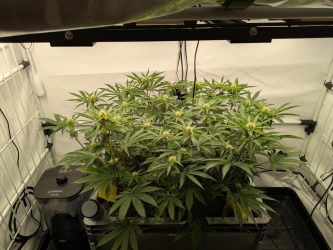The Tropical Ice Cream One - F026. Week 10