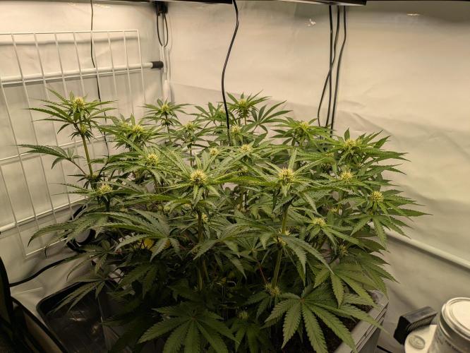The Tropical Ice Cream One - F026. Week 10