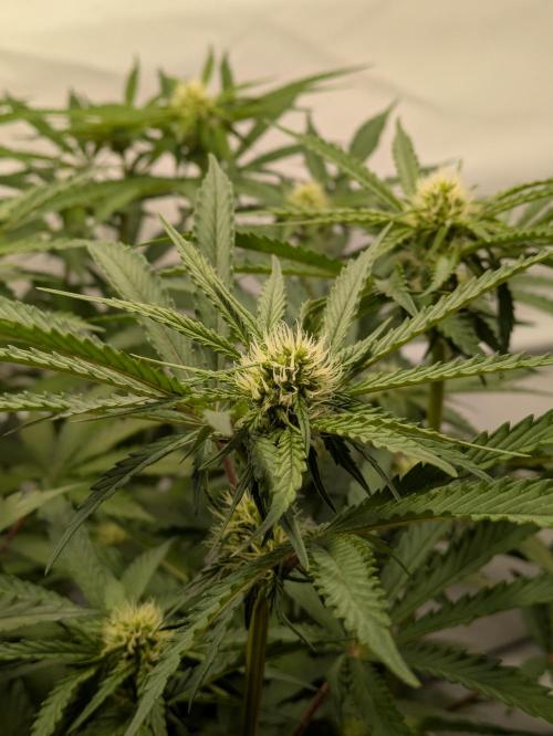 The Tropical Ice Cream One - F026. Week 10