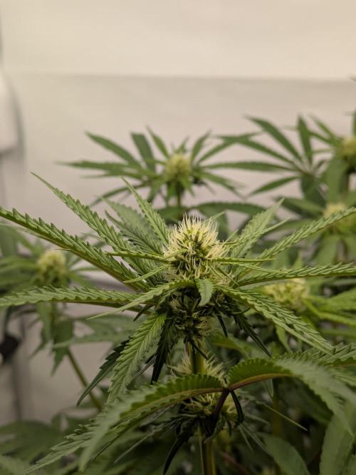 The Tropical Ice Cream One - F026. Week 10