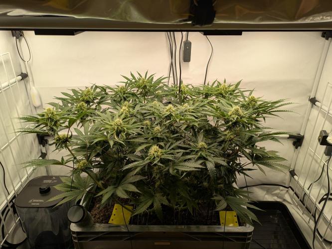 The Tropical Ice Cream One - F026. Week 11