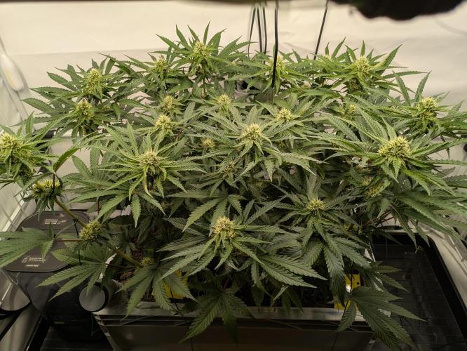 The Tropical Ice Cream One - F026. Week 11