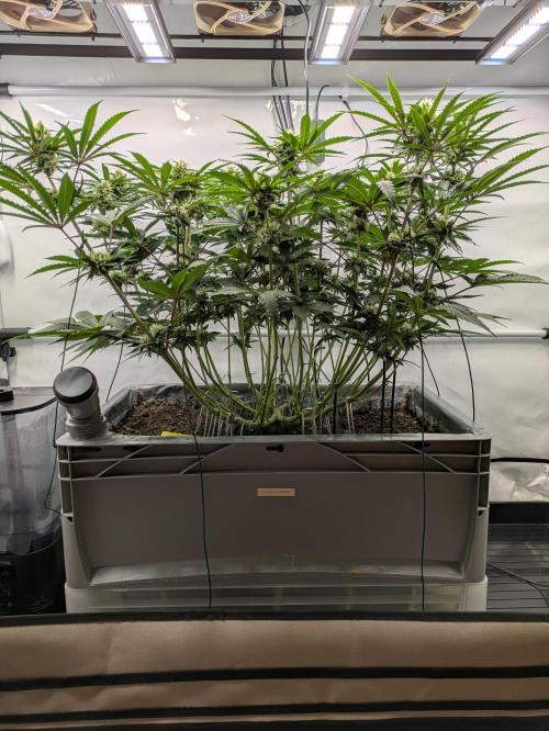 The Tropical Ice Cream One - F026. Week 11