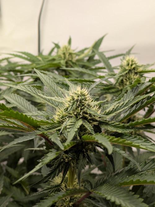 The Tropical Ice Cream One - F026. Week 11