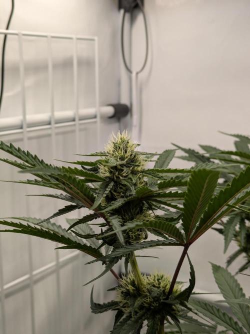 The Tropical Ice Cream One - F026. Week 11