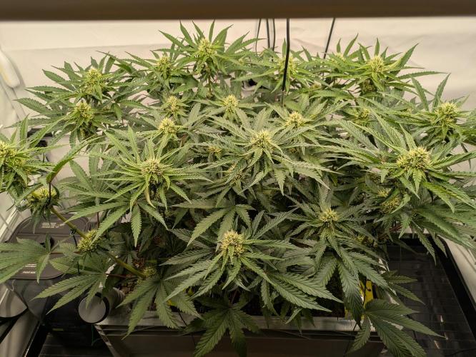 The Tropical Ice Cream One - F026. Week 11