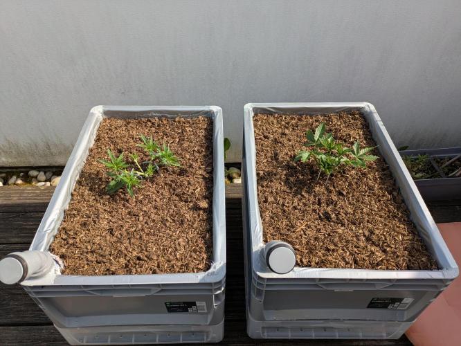 Roof terrace 2026. Week 5