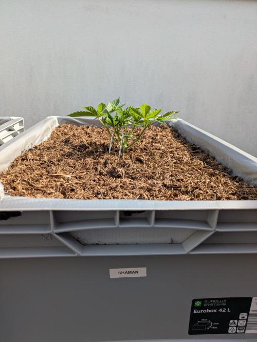 Roof terrace 2026. Week 5