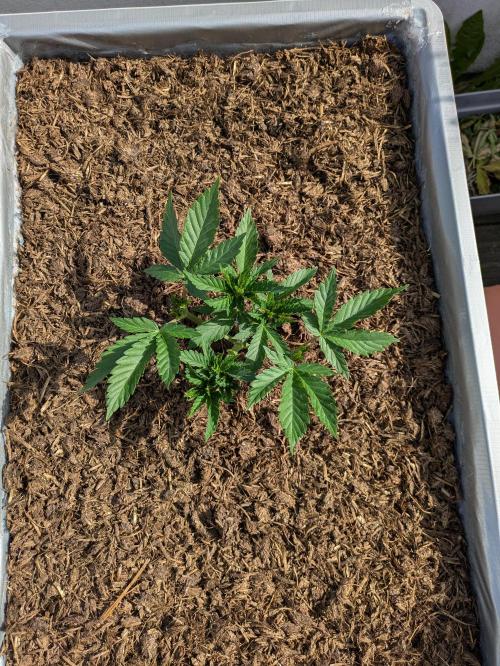 Roof terrace 2026. Week 5